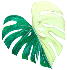 Beautiful hand painted watercolor tropical monstera leaf high resolution transparent png photo