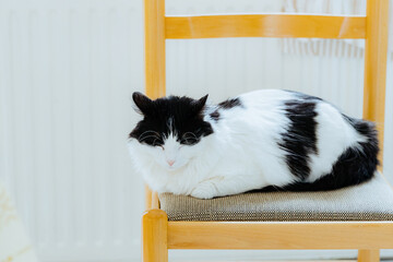 Portrait of a black and white cat lying on a chair.