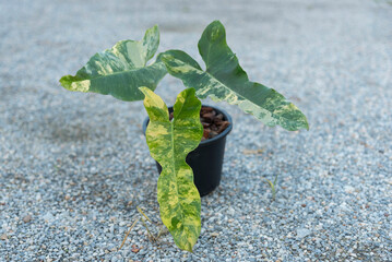 Closeup to New hybrid plant florida beauty x Philodendron Black Billietiae in the pot 