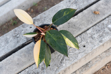 Philodendron yellow congo original variegated  