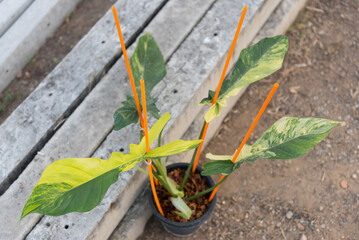  Philodendron Florida beauty x Bob cee on the ground