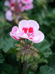 春の花壇のピンクのゼラニウム