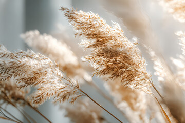 Fluffy Winter Reeds Bathed in Soft Sunlight