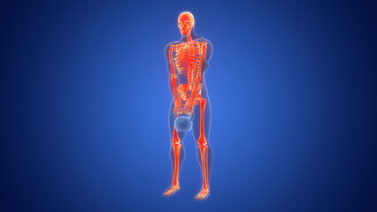 Human Lifting Kettlebell Weight in Upright Row Exercise Anatomy