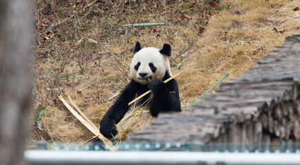 giant panda eating bamboo © Richard Zhang