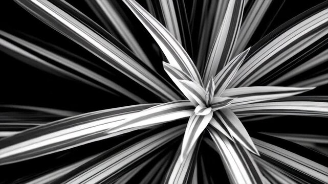 Monochrome plant with striking lines and leaf patterns