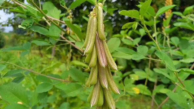Fresh Green Pigeon Pea Pods Growing on Plant in Natural Garden