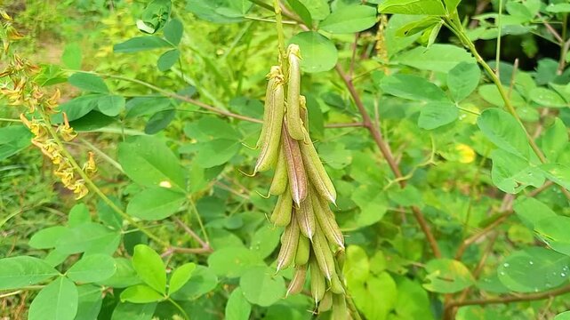 Fresh Green Pigeon Pea Pods Growing on Plant in Natural Garden