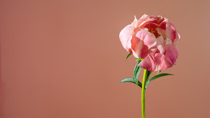 Gentle blush peony in profile, soft studio light highlighting curling petals, slender stem and calm pastel mood, intimate botanical study