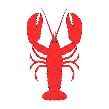 Red Lobster Illustration on White.