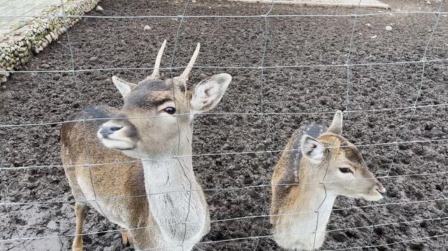 A doe sits in a cage at the zoo