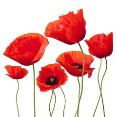 Obraz premium Grouping of bright red poppy flowers with black centers on a stark white background