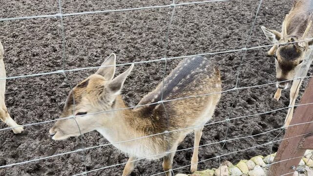 A doe sits in a cage at the zoo