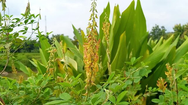 Yellow Pigeon Pea Flowers Blooming in Tropical Garden