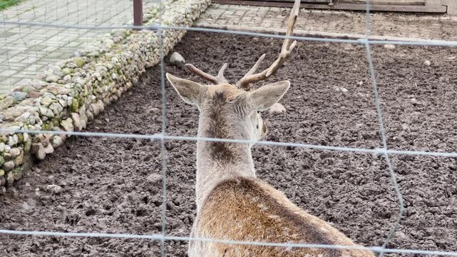 A doe sits in a cage at the zoo