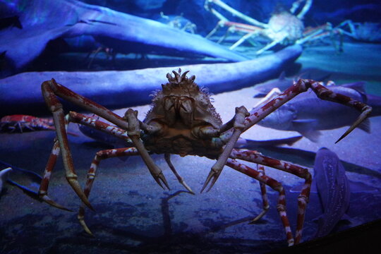 深海生物 タカアシガニ,Giant Japanese Spider Crab in the aquarium