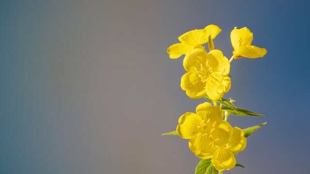 Bright yellow primrose cluster with dew, sharp detail against blue gradient, medicinal vibe for apothecary, tincture, natural remedy and herbal