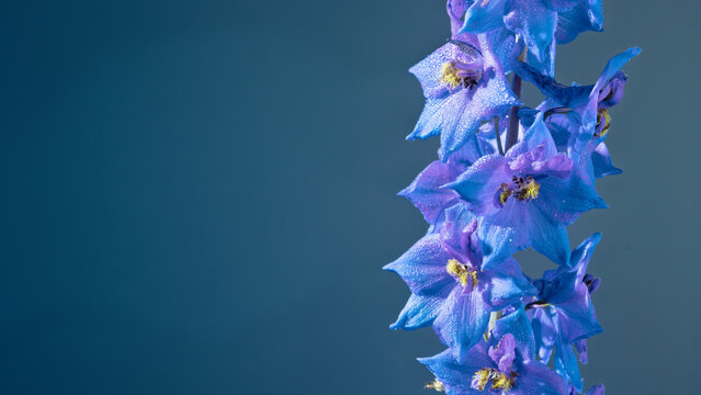 Cerulean blue delphinium in vertical frame, rows of bellshaped flowers with crisp detail, studio gradient background and cool editorial aesthetic