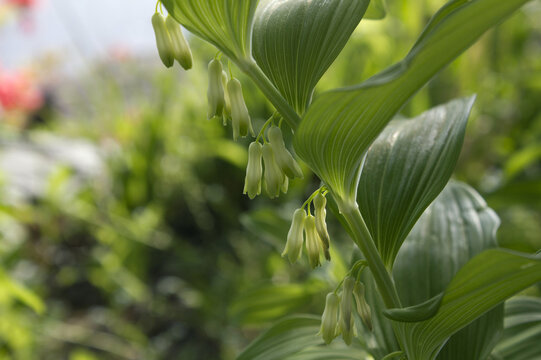 It is polygonatum odoratum flower with white flowers.