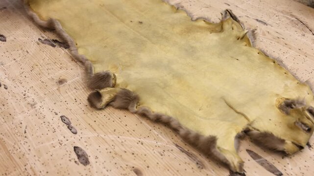 Close up of a small animal pelt lying on a wooden table with the inner side facing up. Handmade process in a furrier workshop, showing natural texture and details of the fur and leather 