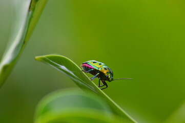 ladybug on green leaf
