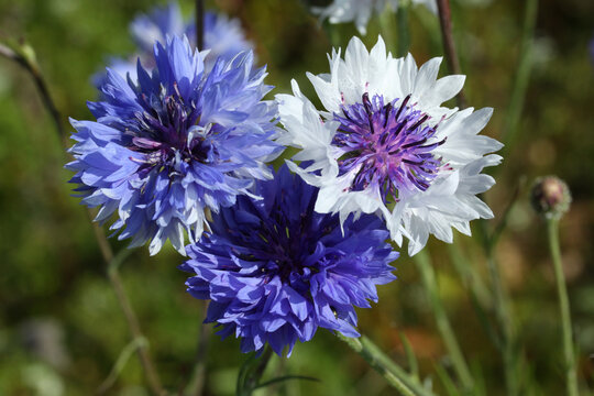Kornblumen (Centaurea cyanus) begegnet auf der Schw&auml;bischen Alb