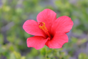 Obraz premium Red hibiscus flower in garden, closeup of photo