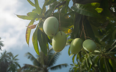 Unripe green mangoes hanging on a tree with a clear blue sky.