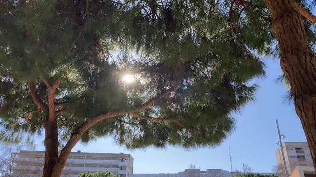 &Aacute;rbol pino movi&eacute;ndose por el viento. El sol est&aacute; detr&aacute;s y el d&iacute;a es claro y el cielo azul