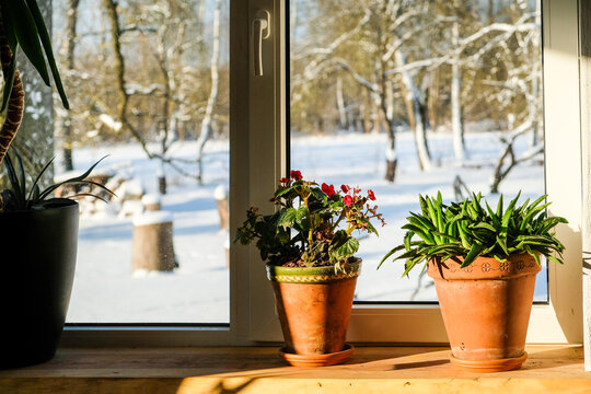 Potted houseplants on a wooden windowsill with warm sunlight and snowy winter landscape outside the window. Cozy home interior with green plants and red flowers during winter.
