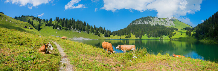 adorable lake panorama Oberstockensee, grazing cows, stockhorn mountain swiss alps
