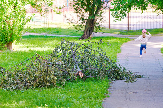 Large fallen tree branch lying on grassy lawn near paved walking path in residential courtyard where small child is running away into the distance. Broken tree limb after storm, natural hazard