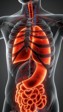 Detailed view of the human torso highlighting the digestive system and internal organs in a transparent body