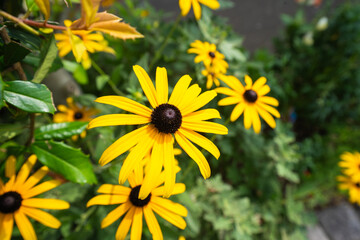夏に、元気に咲く、ルドベキアの黄色の花