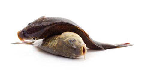 Two fresh river carp fish.