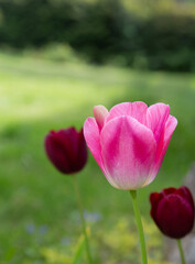 Pink tulip in natural garden with soft green background, romantic botanical copy space, spring floral background, pastel tones, calm vertical nature scene, elegant outdoor flower photography, fresh