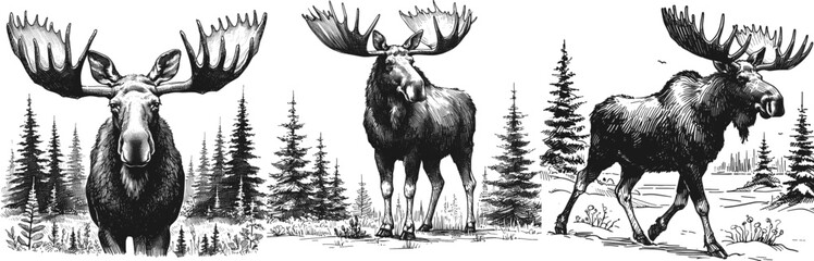Moose in the Mist Moose line art drawing sketch vector hand drawn illustration svg © Ratcha