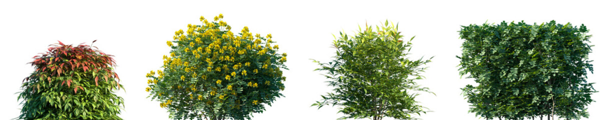 Set of Nandina domestica and Coronilla glauca isolated png on a transparent background perfectly cutout © Viktoria