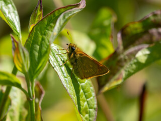 Large Skipper Butterfly Resting on a Leaf