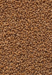 Close-up texture shot of raw wheat grains scattered evenly across a flat surface, providing excellent copy space and a rustic food background ,staple ,minimalist ,baking
