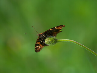An Isolated Peacock Butterfly. Wings Open.
