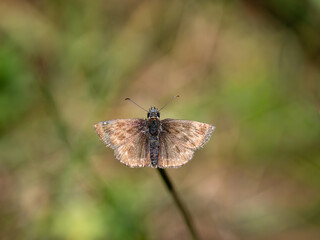 Dingy Skipper Butterfly. Wings Open