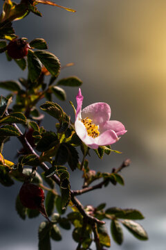 cherry tree blossom