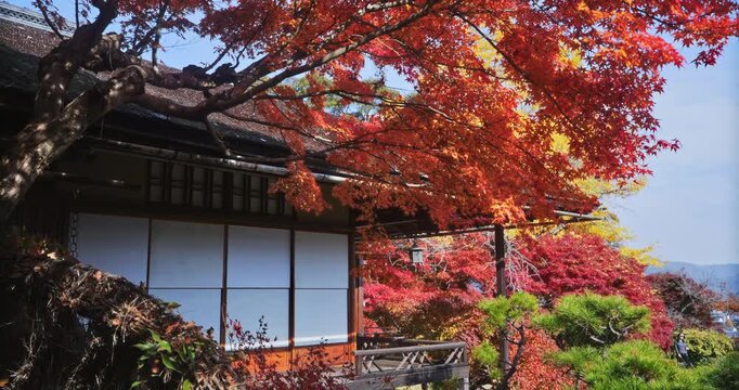 Autumn colors surrounding and partially covering ancient Japanese structure - steady cam shot