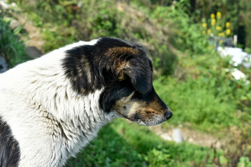 Curious mixed breed dog portrait outdoors, expressive eyes, natural background.