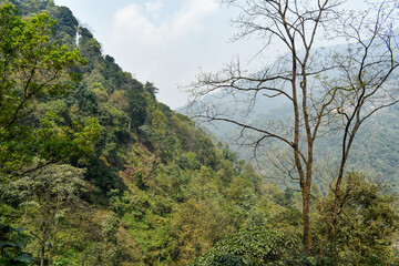 Lush green mountain hills with dense forest, scenic natural landscape in Sikkim.