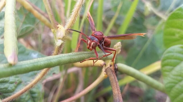 Brown Wasp Perching on Plant Branch in Natural Habitat