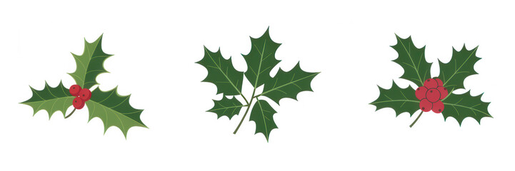 Three holly leaves with red berries on black green isolated on a transparent background