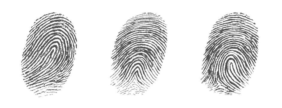 Detailed realistic fingerprint set - Crime security- Vector, png, isolated, transparent background