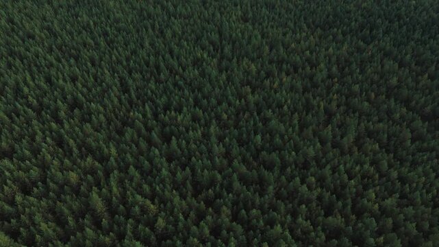 Racheysky forest expanding throughout the natural environment